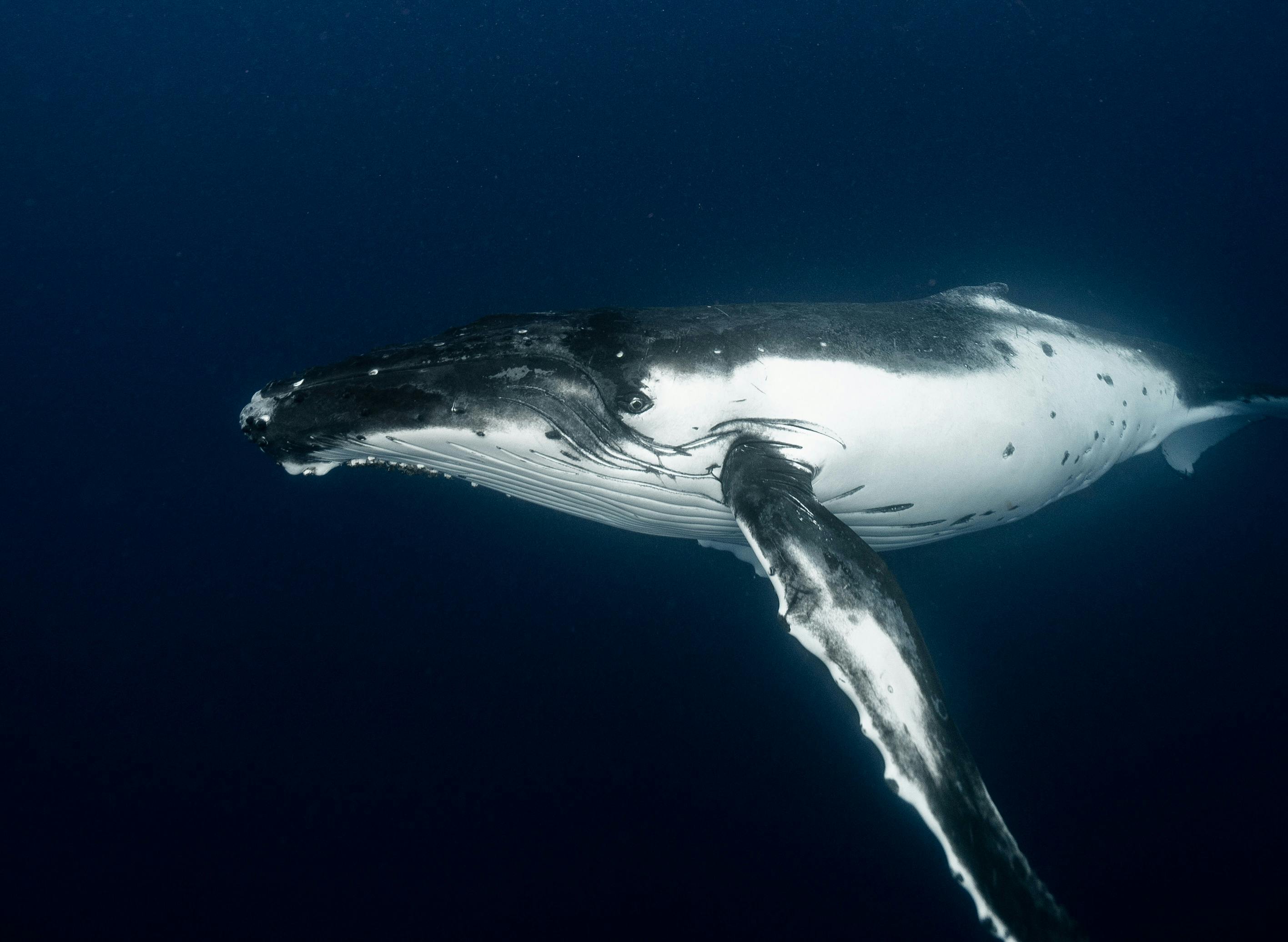 A Humpback Whale Underwater